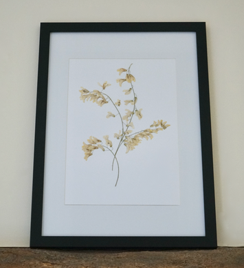 Laburnum Pressed Flower Picture