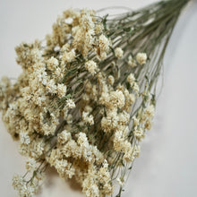 Dried achillea ptarmica - natural white (bunch)