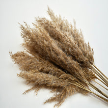 Dried pampus wild reed plume - natural (bunch)