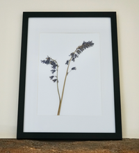 Bluebell Pressed Flower Picture