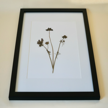 Chocolate Cosmos Pressed Flower Picture