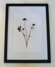 Chocolate Cosmos Pressed Flower Picture