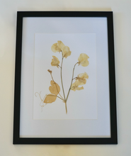 Sweetpea Pressed Flower Picture