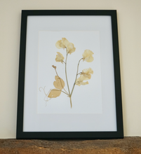 Sweetpea Pressed Flower Picture