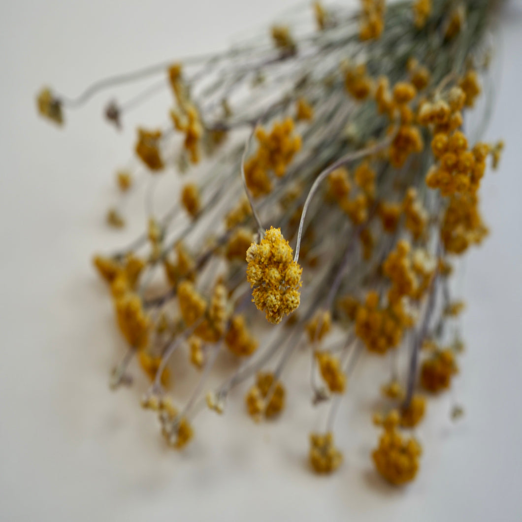 Dried achillea - natural yellow (bunch)