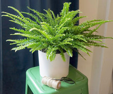boston fern in an attractive white pot