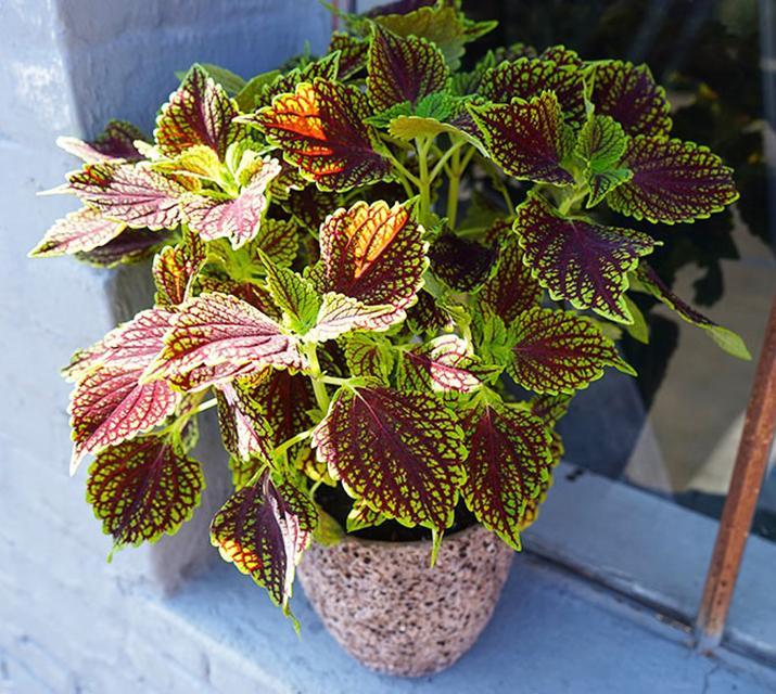 Coleus Roly Poly Coleus Plant