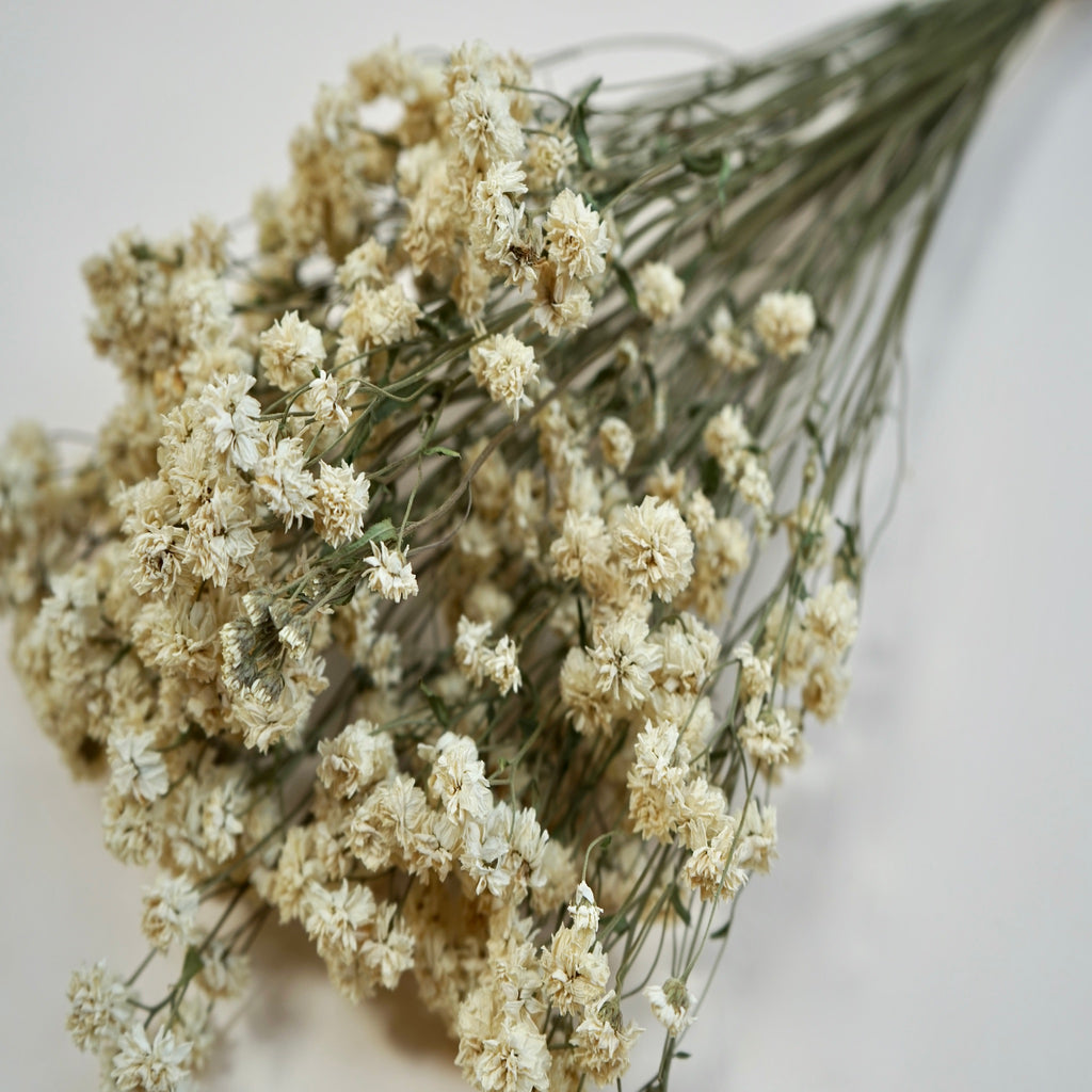 Dried achillea ptarmica - natural white (bunch) – Foxgloves & Folly