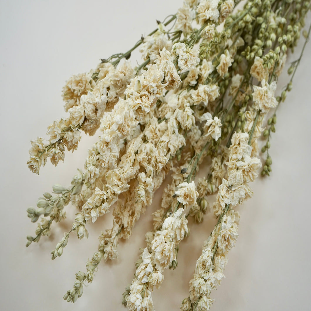 Dried larkspur - natural white (bunch) – Foxgloves & Folly
