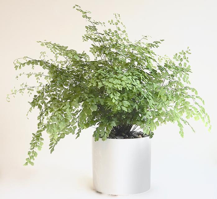 Maidenhair fern in an attractive white pot