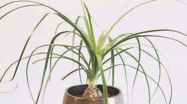 plants of steel ponytail palm Ponytail palm plant – Foxgloves & Folly