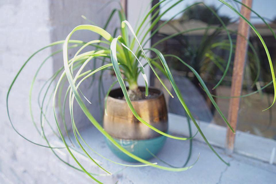 ponytail palm yellow tips Ponytail palm plant – Foxgloves & Folly