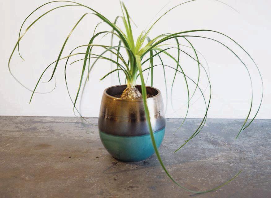 A potted ponytail palm plant.