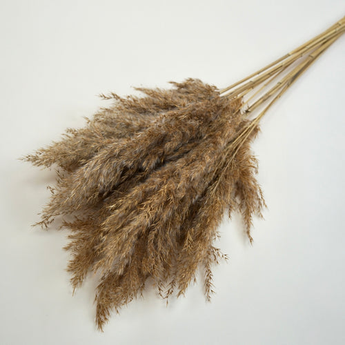 Dried pampus wild reed plume - natural (bunch)
