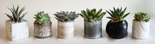 A selection of succulents set in either 4 or 6 pots in a locally handmade wooden box.